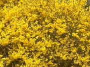 23rd Mar 2023 - Forsythia In Bloom