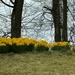 Daffodils  by digitalrn