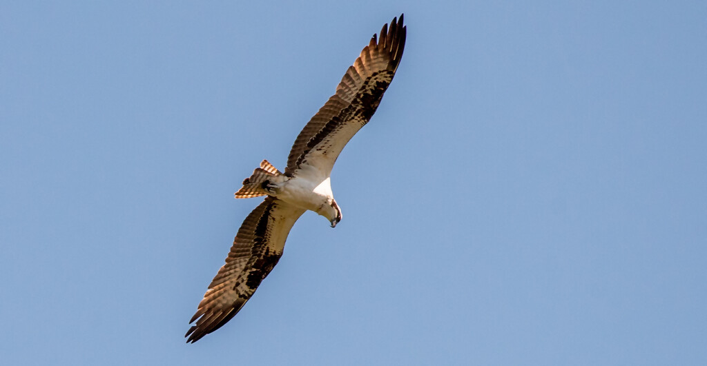 Osprey, Floating Overhead! by rickster549