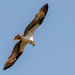 Osprey, Floating Overhead!