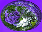 25th Mar 2023 - Swirled jacaranda tree