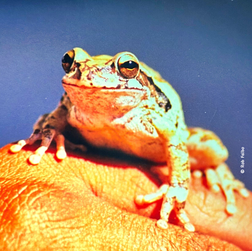Frog by robfalbo