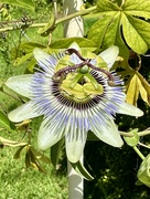 24th Mar 2023 - Passionflower
