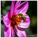Leef cutter Bee.. by julzmaioro