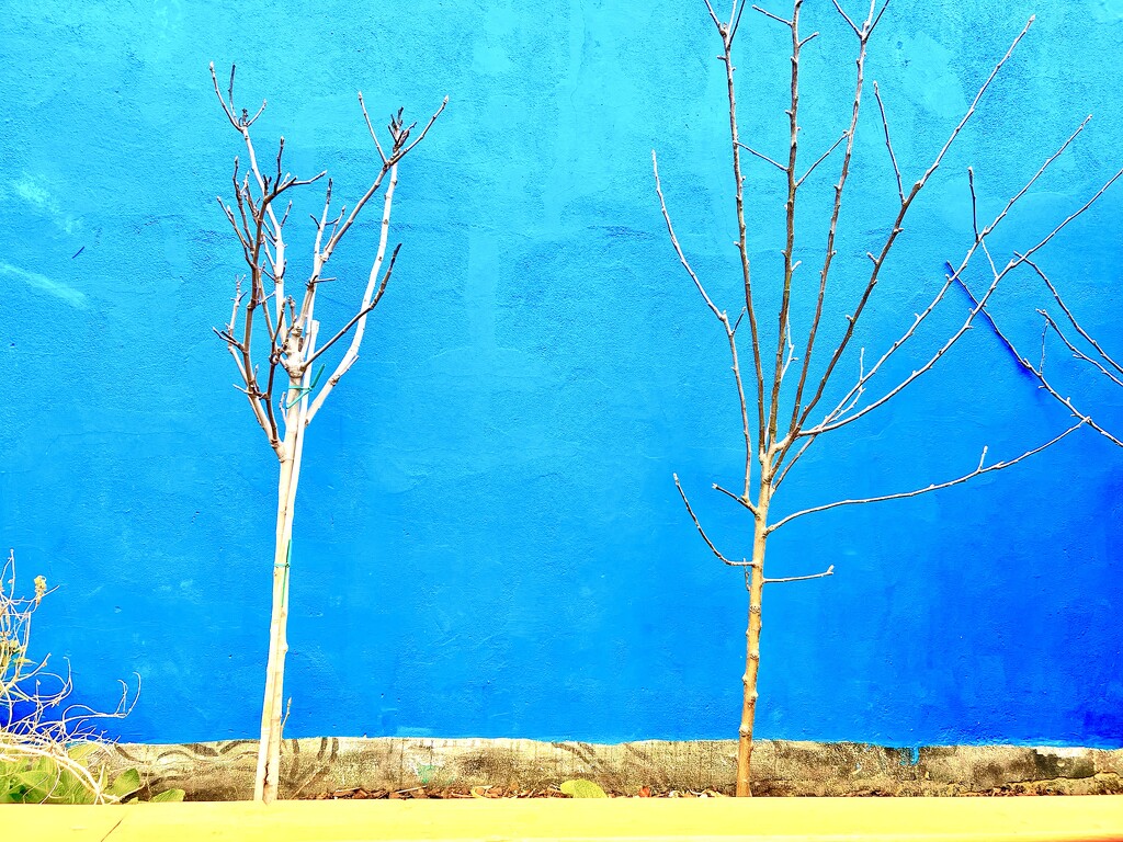 Winter Blues  by rensala