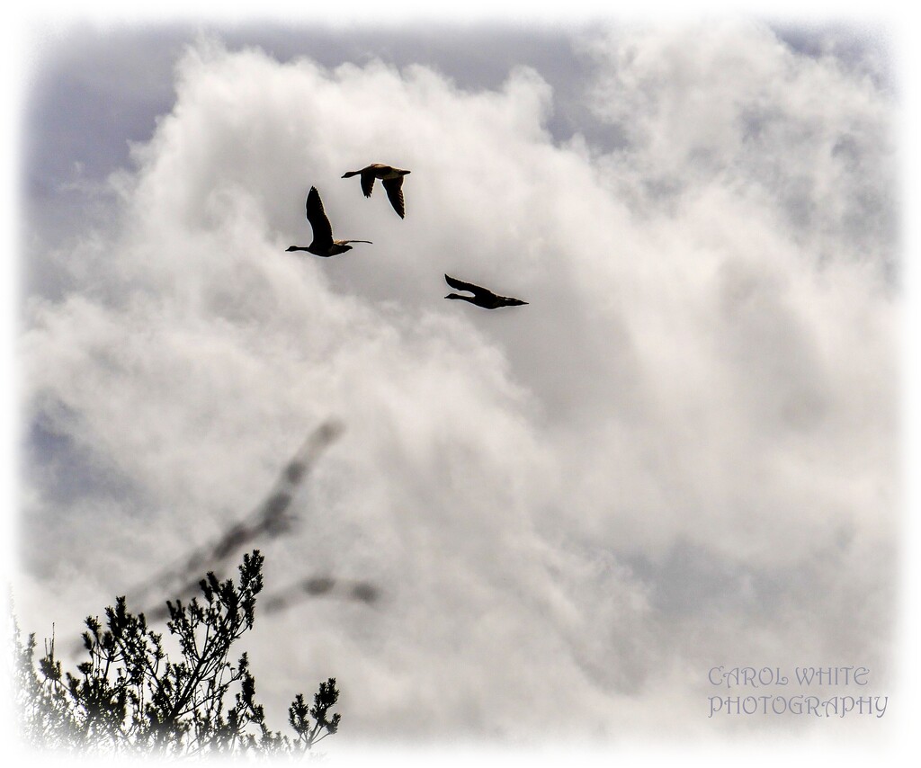 Canada Geese In Flight by carolmw