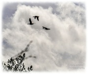 24th Mar 2023 - Canada Geese In Flight