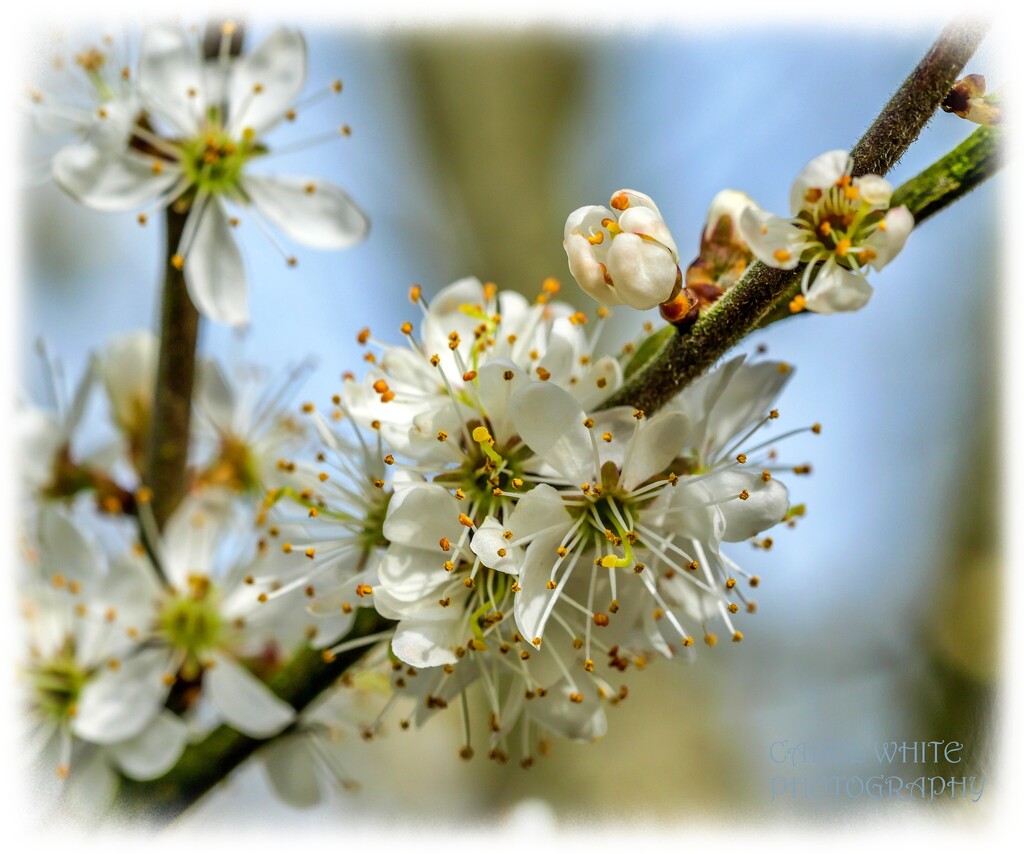 Blossom by carolmw