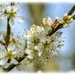 Blossom by carolmw