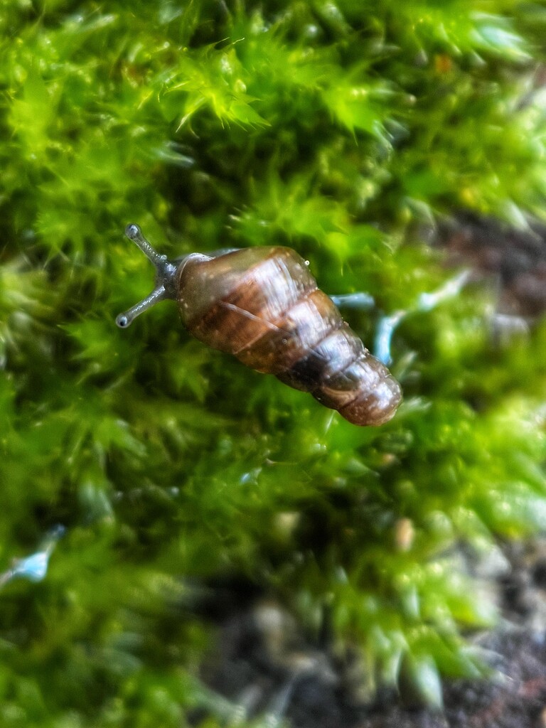 Minuscule snail by gaillambert