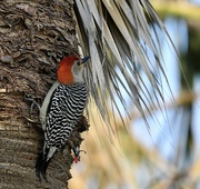 11th Mar 2023 - Red Bellied Woodpecker