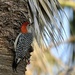 Red Bellied Woodpecker by kathyladley