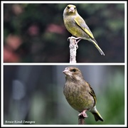 24th Mar 2023 - Mr and Mrs Greenfinch
