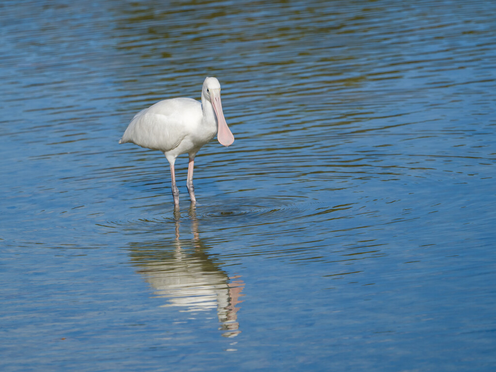 Spoonbill by gosia