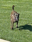 18th Mar 2023 - Mar 18 Luna On The Run IMG_8931