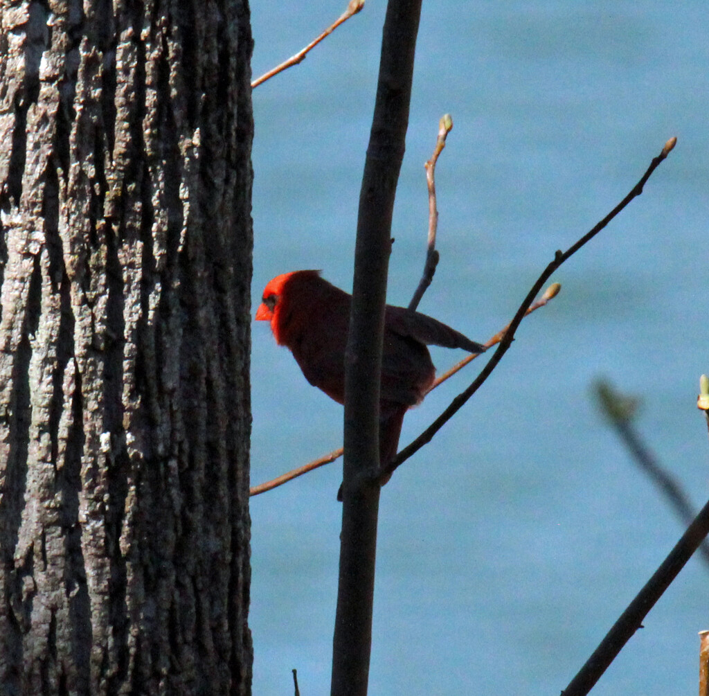 Mar 19 Cardinal Peeking Into The Sunlight IMG_2397 by georgegailmcdowellcom