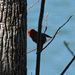 Mar 19 Cardinal Peeking Into The Sunlight IMG_2397 by georgegailmcdowellcom
