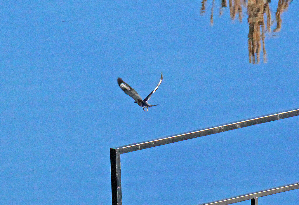 Mar 21 Kingfisher In Flight IMG_2410 by georgegailmcdowellcom