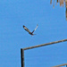 Mar 21 Kingfisher In Flight IMG_2410 by georgegailmcdowellcom