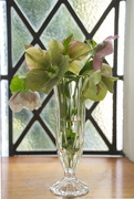 24th Mar 2023 - Helebores in Window Light