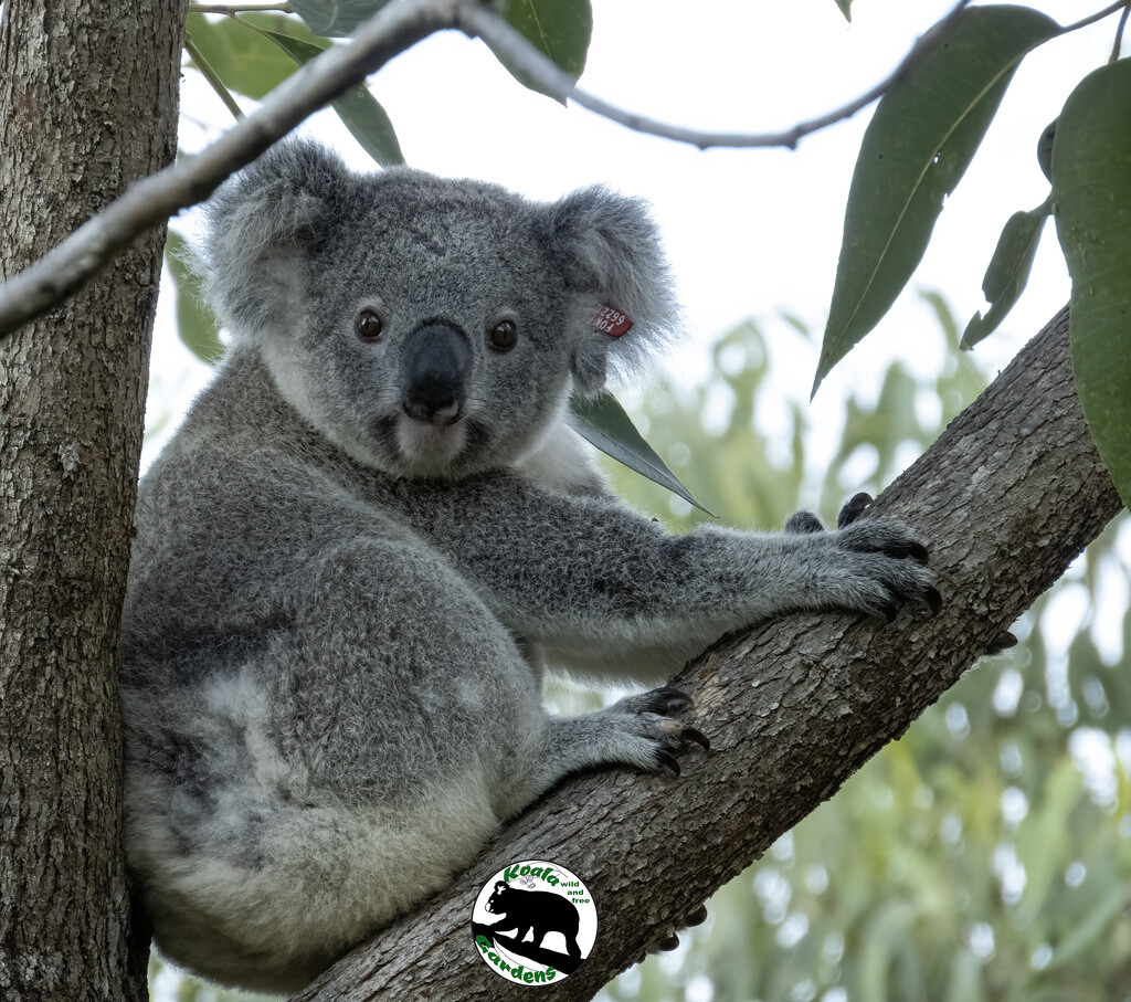 a little more confident by koalagardens
