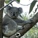 a little more confident by koalagardens