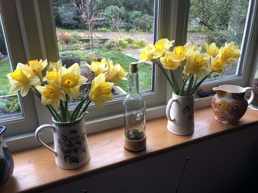 Daffodils Inside and Out by susiemc