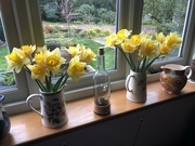 20th Mar 2023 - Daffodils Inside and Out