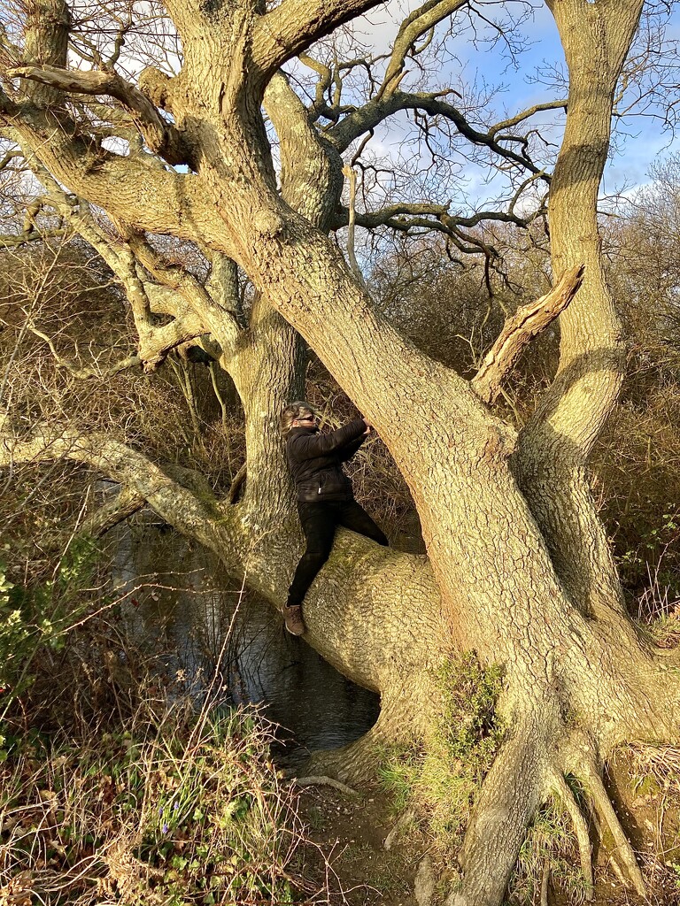 Climbing a tree by wakelys