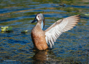 24th Mar 2023 - Blue-winged Teal