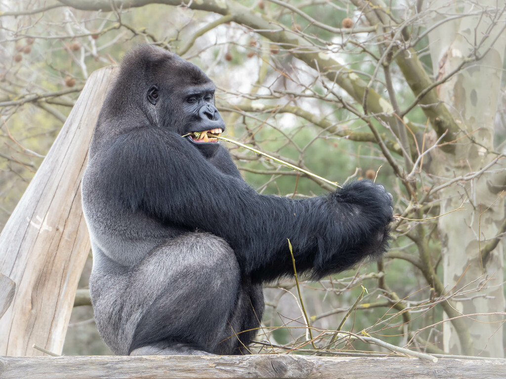 Western lowland gorilla by haskar