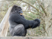24th Mar 2023 - Western lowland gorilla