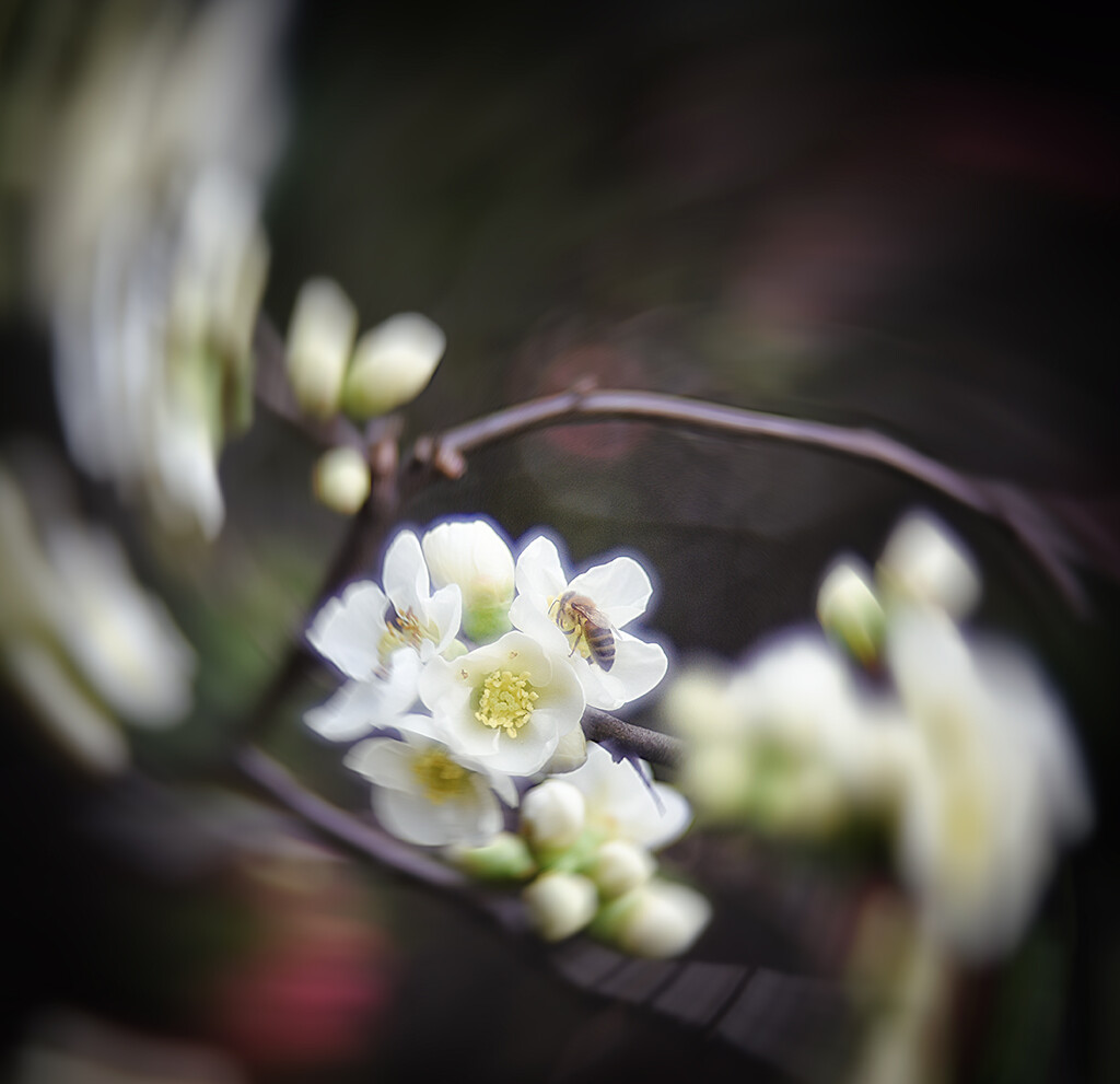 Spring II by pompadoorphotography