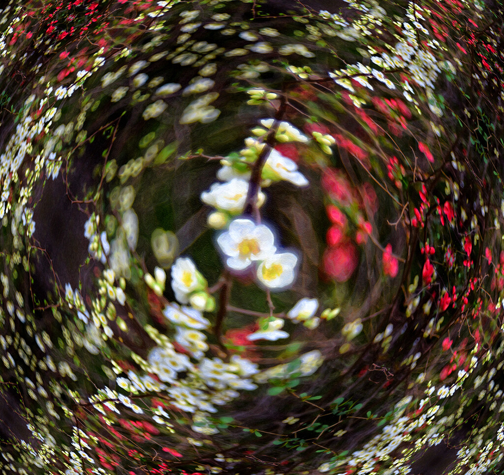 Spring III by pompadoorphotography