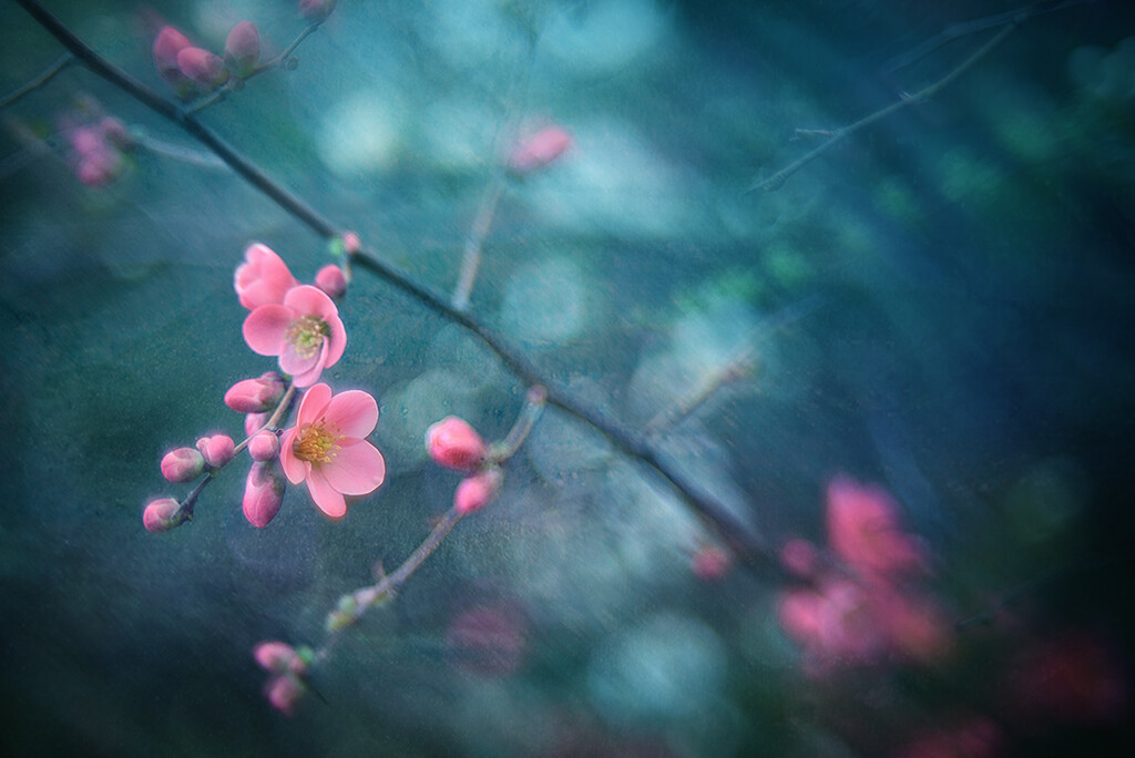 Spring I by pompadoorphotography