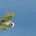 2023-03-24 Barn Owl  by padlock