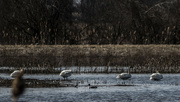 24th Mar 2023 - swans and pintails