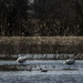 swans and pintails