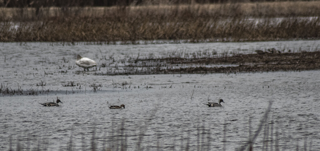 trumpeter swan and northern pintails_1 by darchibald