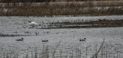 24th Mar 2023 - trumpeter swan and northern pintails_1
