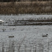 trumpeter swan and northern pintails_1