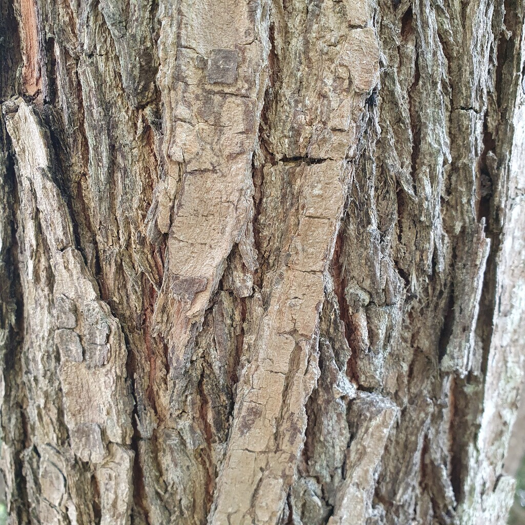 Pohutukawa bark by tippy