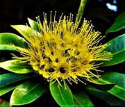 25th Mar 2023 -  Golden Penda Flower ~ 