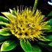  Golden Penda Flower ~ 