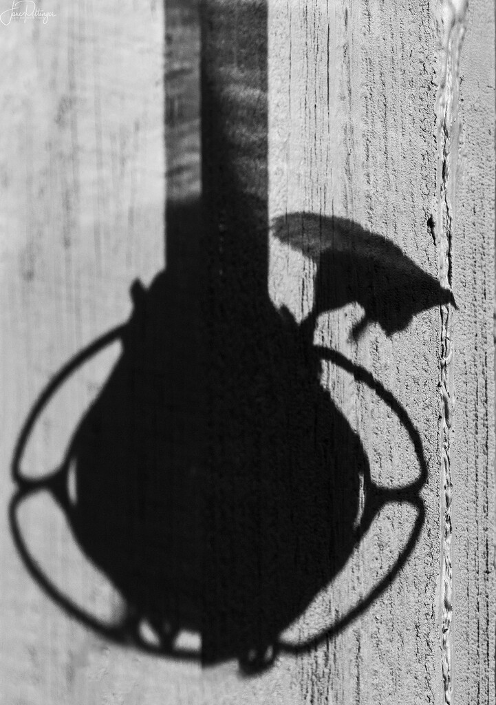 Hummer Shadow  by jgpittenger