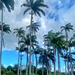 Palm trees. 