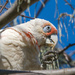 Western Corella Cockatoo 