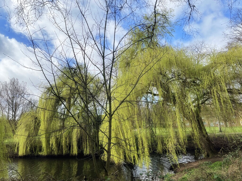 Weeping willows by pattyblue