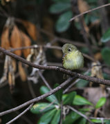 22nd Mar 2023 - pacific slope flycatcher
