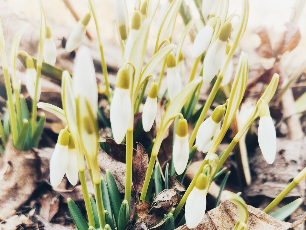 Snowdrops by ljmanning